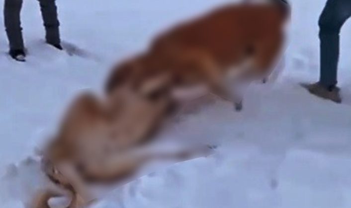 Trabzon’da köpek dövüştüren şahıslar tespit edildi