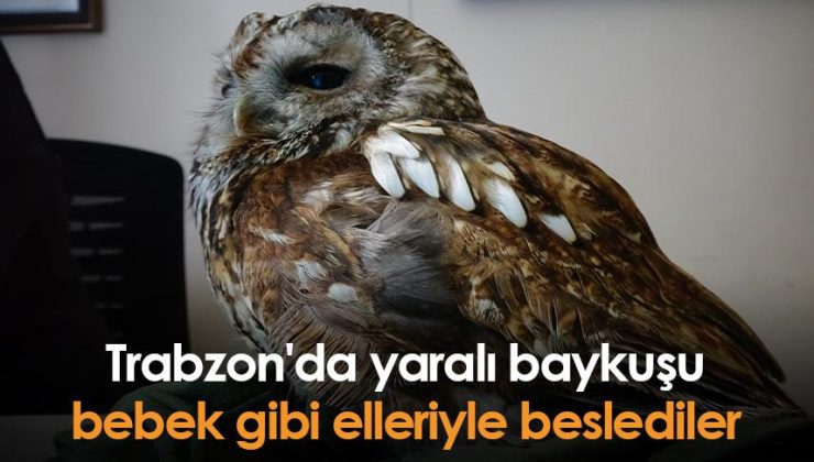 Trabzon’da yaralı bir baykuş bebek, elleriyle beslenerek hayata döndürüldü
