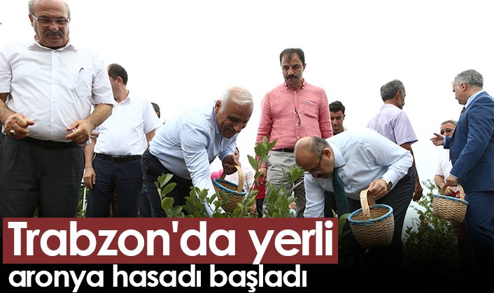 Trabzon’da yerel aronya toplama mevsimi başlıyor leri