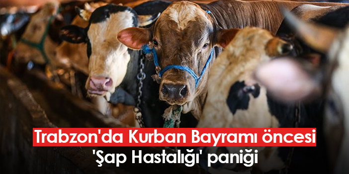 Trabzon’da Kurban Bayramı öncesi ‘Şap Hastalığı’ endişesi