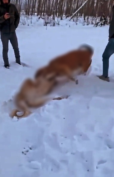 Trabzon'da köpek dövüştüren kişiler yakayı ele verdi