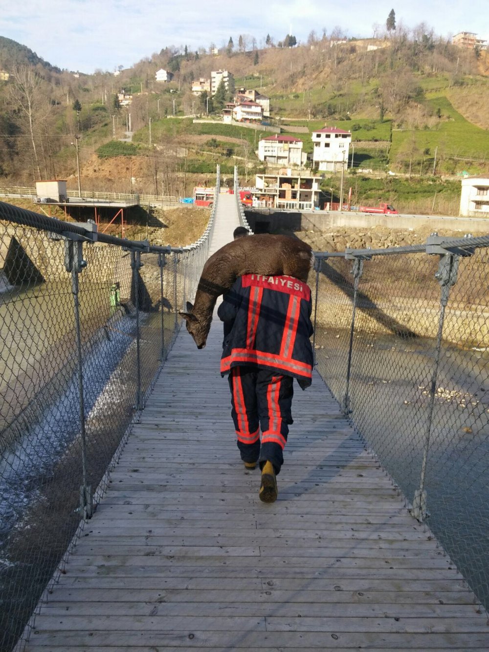 Trabzon'da dereye düşen karacaları kurtardılar